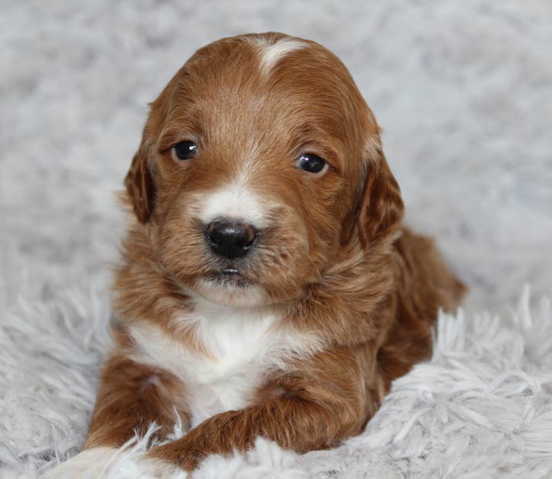 Best Mini Goldendoodle Puppy Breeder Archbold Ohio.  Blue Diamond Family Pups.