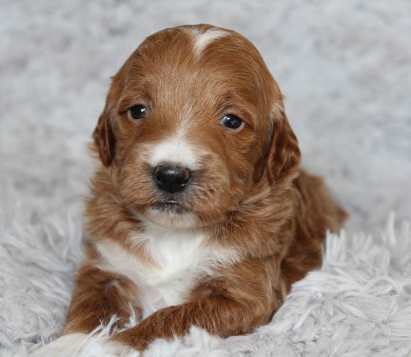 Best Mini Goldendoodle Puppy Breeder Arlington Heights Illinois.  Blue Diamond Family Pups.