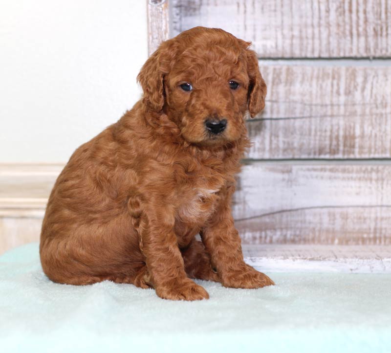 Brooklyn Ohio Mini Goldendoodle Puppies for sale by Blue Diamond Family Pups Kennel.