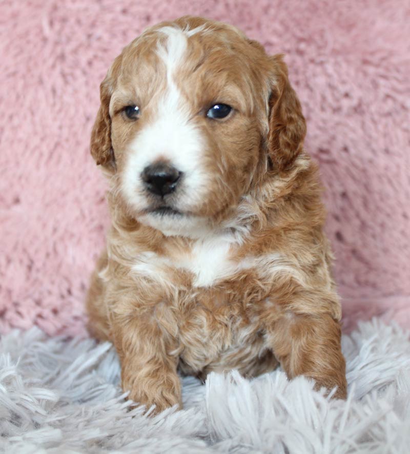 Beautiful Blue Diamond Cream Colored Mini Goldendoodle from Dixiana.