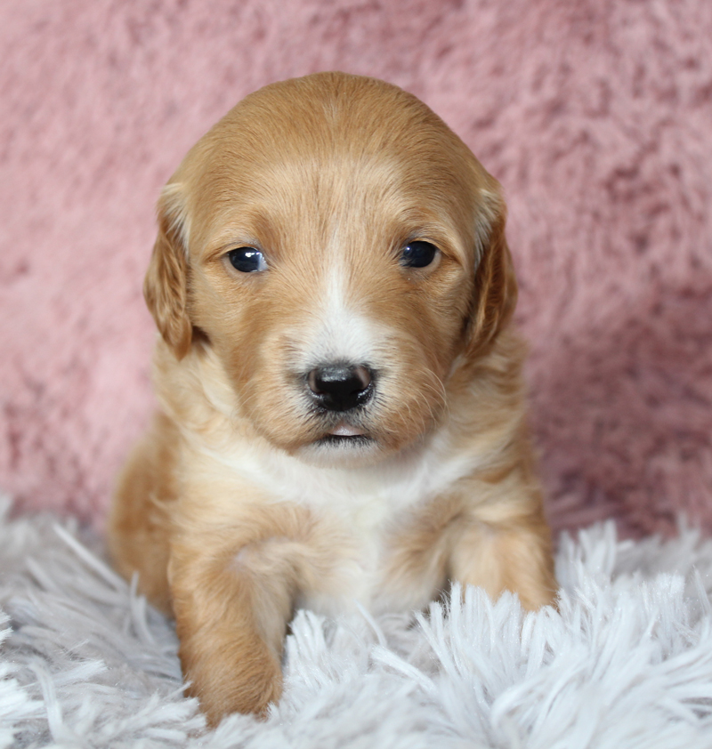 Stunning Blue Diamond Mini Goldendoodle adopted in Hot Springs National Park