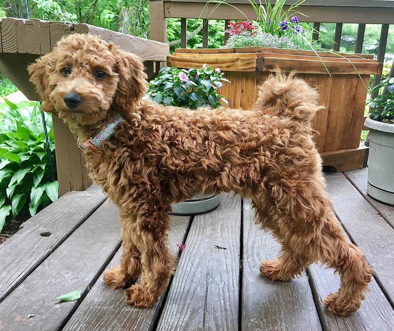 Best Mini Goldendoodle Puppies for sale in Idaho Falls Idaho!
