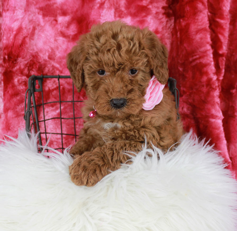 Aberdeen North Carolina Mini Labradoodle Puppy Blue Diamond Family Pups