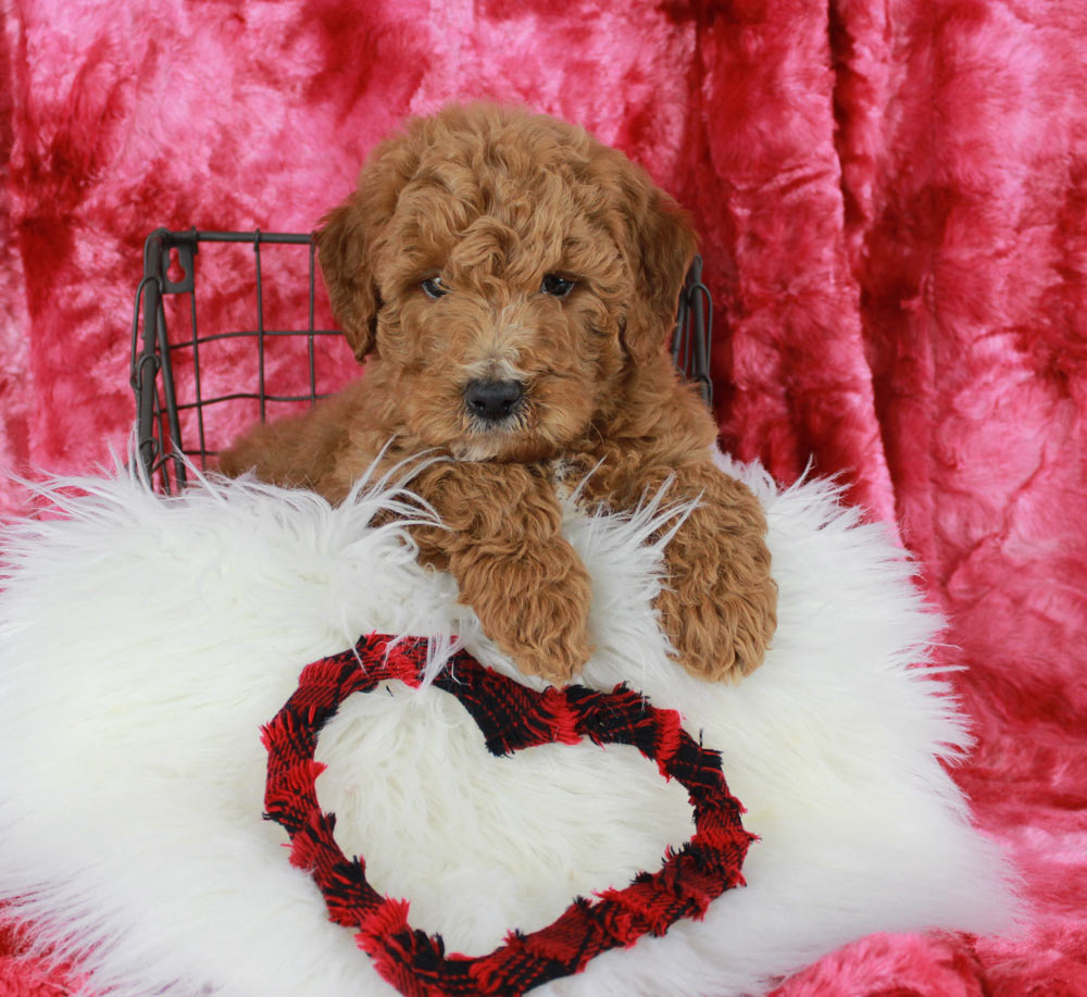 Litter of Blue Diamond Puppies for sale in Alta Sierra Estates California.