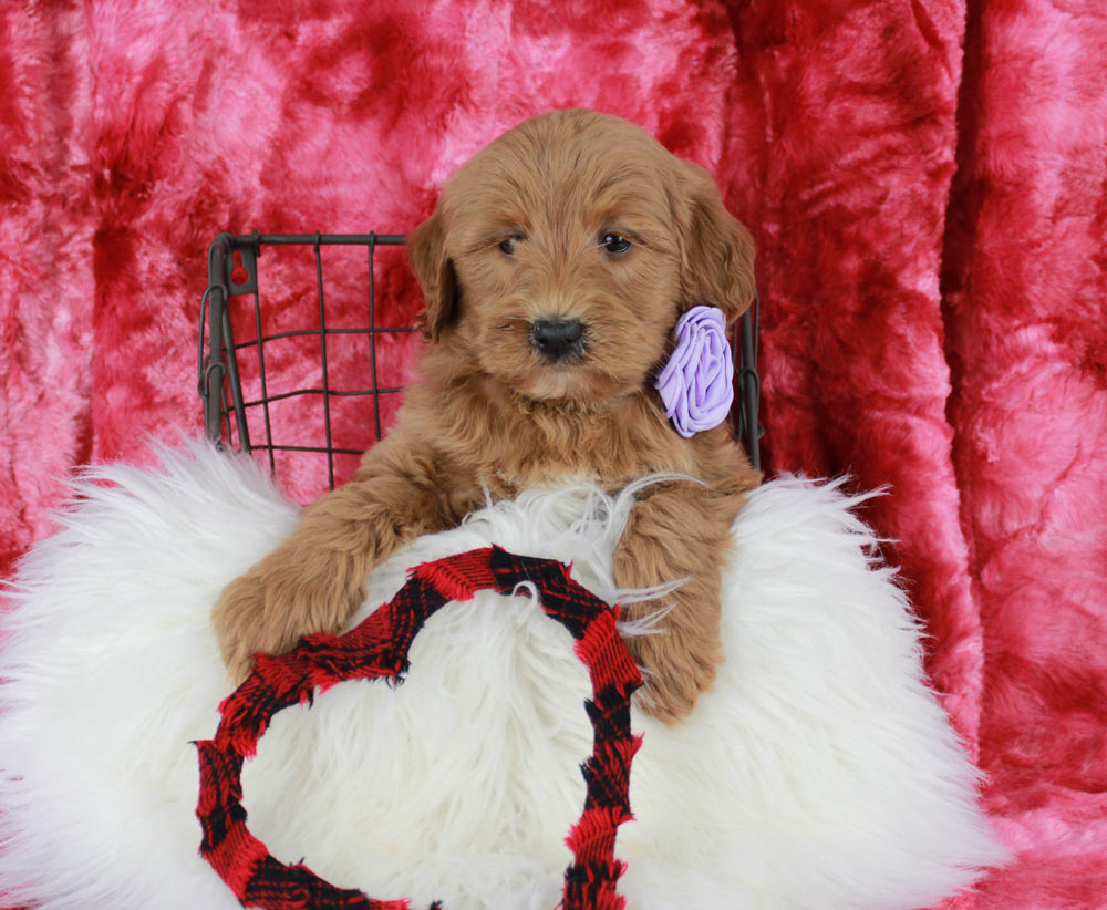 Blue Diamond Family Pups in Bonadelle Ranchos-Madera Ranchos