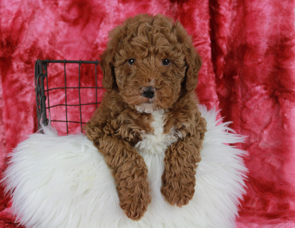 Best Chesapeake Ranch Estates-Drum Point Mini Labradoodle pups for sale.