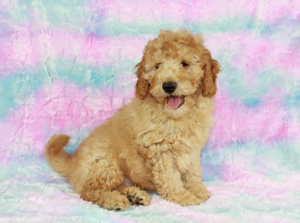 Female Mini Labradoodle puppy from Chesapeake Ranch Estates-Drum Point sleeping on a blanket.