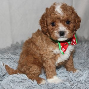 Best cavapoo puppies