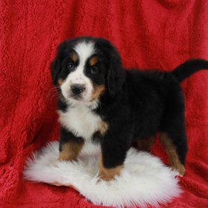 Thor Bernese Mountain Dog Puppy from Blue Diamond Family Pups