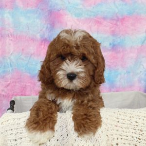 Tri Colored Male Cavapoo puppy dog