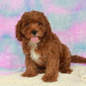 Male cavapoo puppy for sale