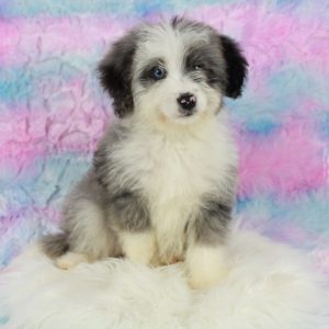 Rare Colored Mini Bernedoodle Puppy from Blue Diamond Family Pups