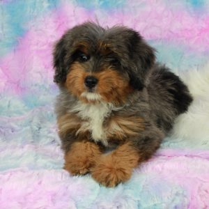 Rare Colored Mini Bernedoodle puppy