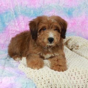 Stunning Mini Bernedoodles