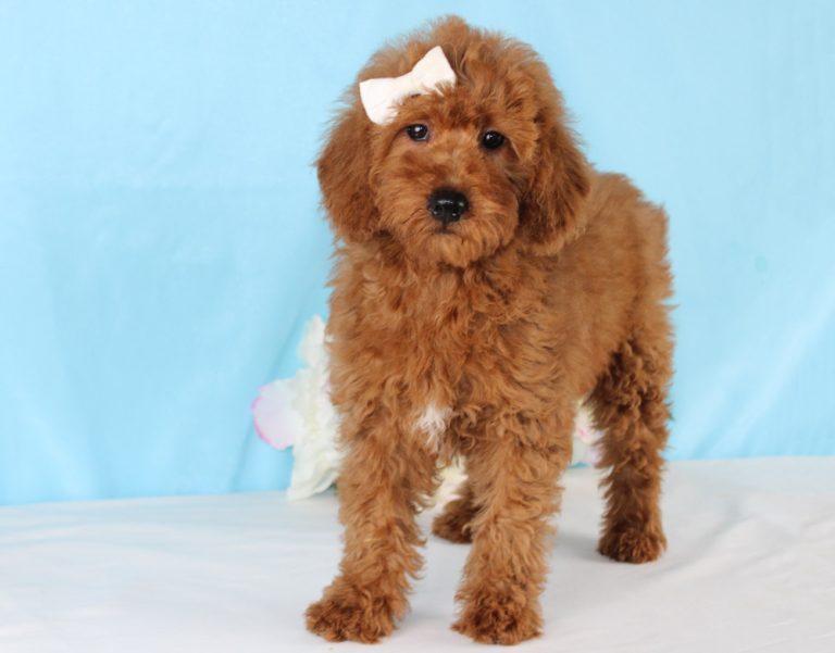 Best Mini Labradoodle Puppies For Sale! Blue Diamond Pups