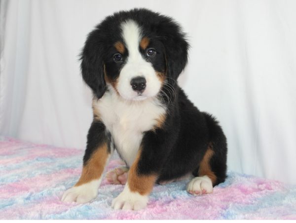 Best Bernese Mountain Dog Puppies for sale! Blue Diamond Pups