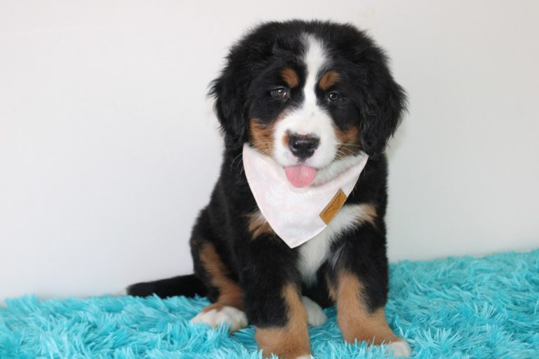 Best Bernese Mountain Dog Puppies for sale! Blue Diamond Pups