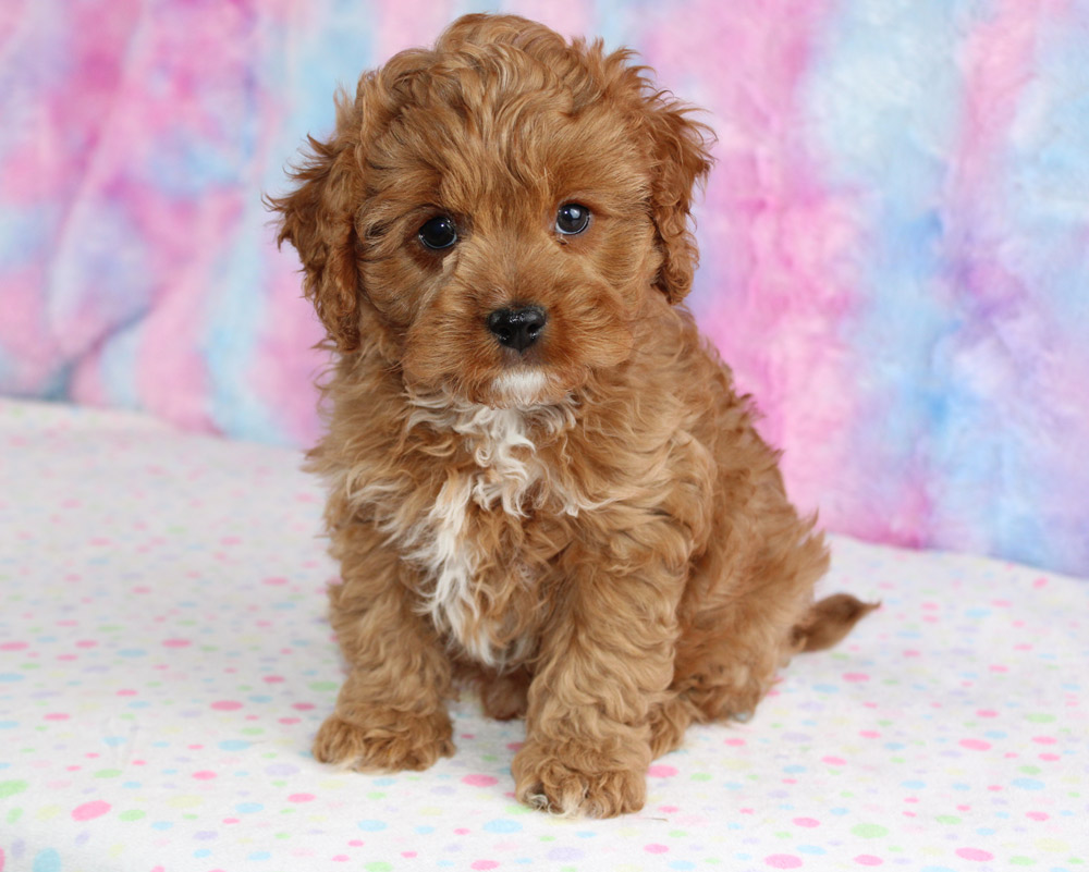 are cavapom puppies lazy