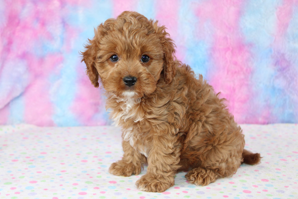 are cavapom puppies lazy