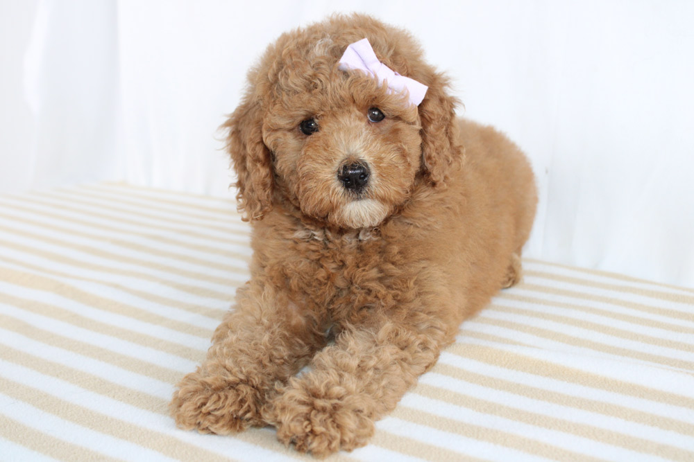 Best Mini Labradoodle Puppies For Sale! Blue Diamond Pups