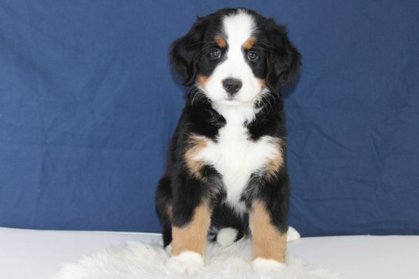 Best Bernese Mountain Dog Puppies for sale! Blue Diamond Pups