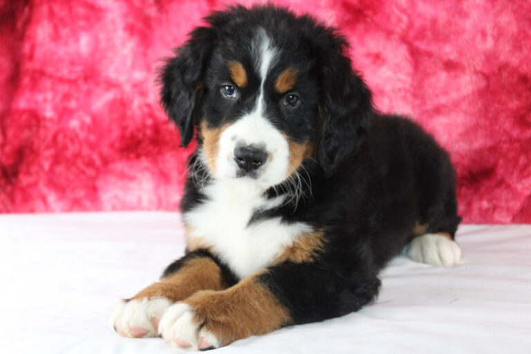 Best Bernese Mountain Dog Puppies for sale! Blue Diamond Pups