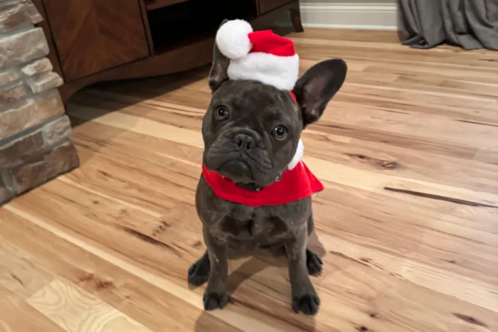Adorable Frenchie With a Santa Hat
