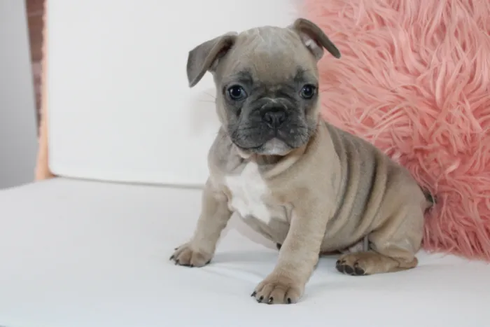 Adorable French Bulldog Puppy For Sale