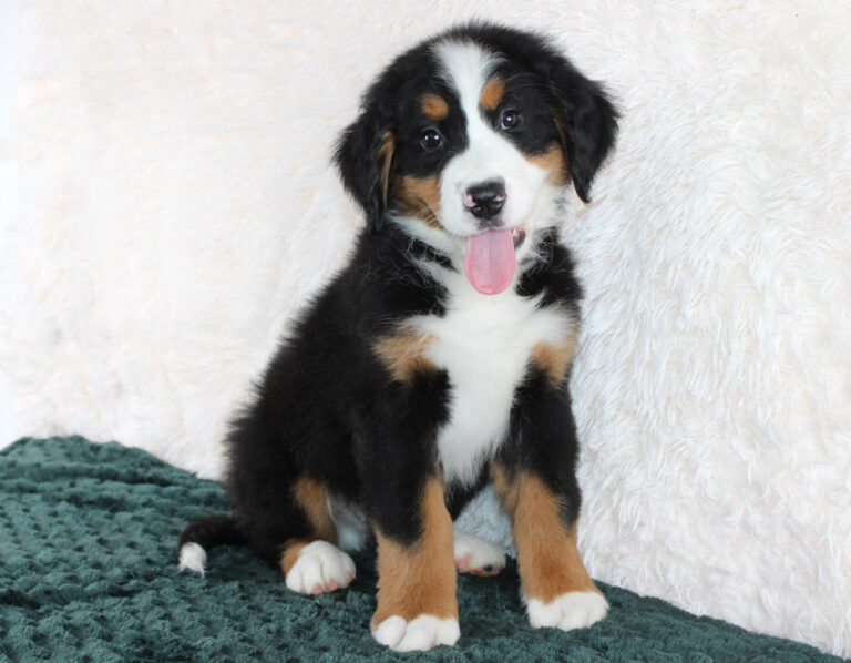 Bernese Mountain Dog Puppies For Sale! Blue Diamond Pups