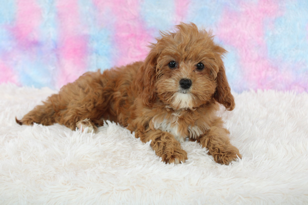 how often should i feed my cavapoo puppy