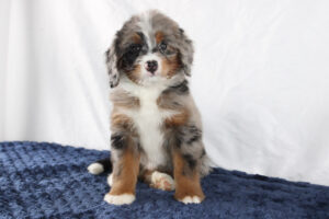 Polly-Mini-Bernedoodle-Puppy-2