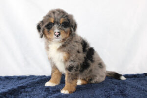 Purdy-MIni-Bernedoodle-Puppy-1