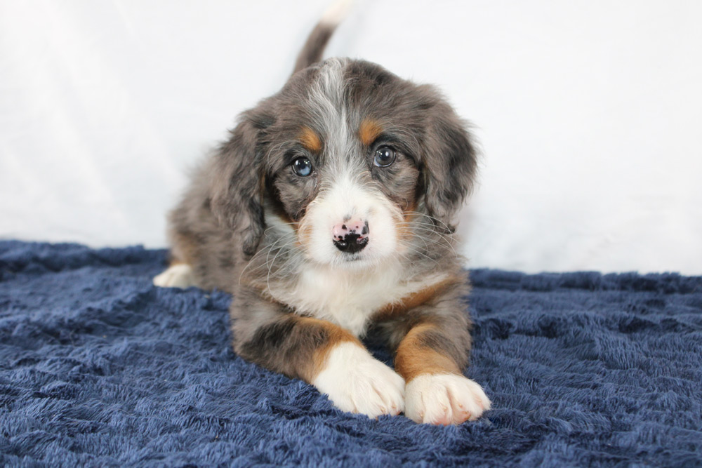 Sonja-Mini-Bernedoodle-Puppy-1