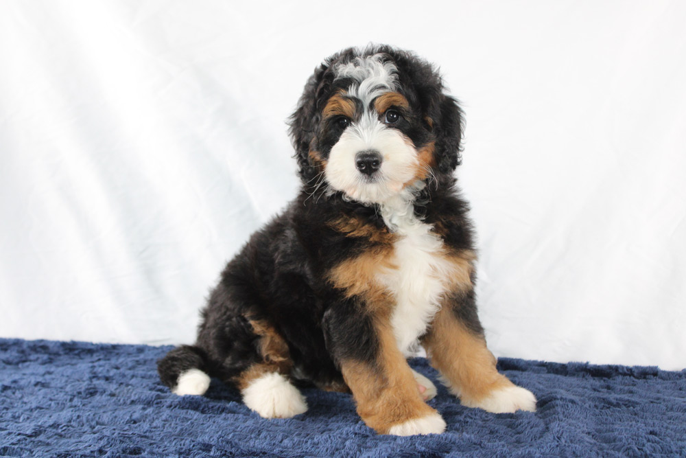 Travis-Mini-Bernedoodle-Puppy-1