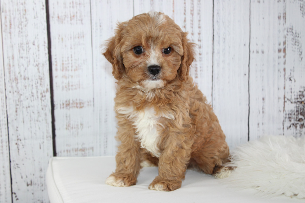 how often should i feed my cavapoo puppy